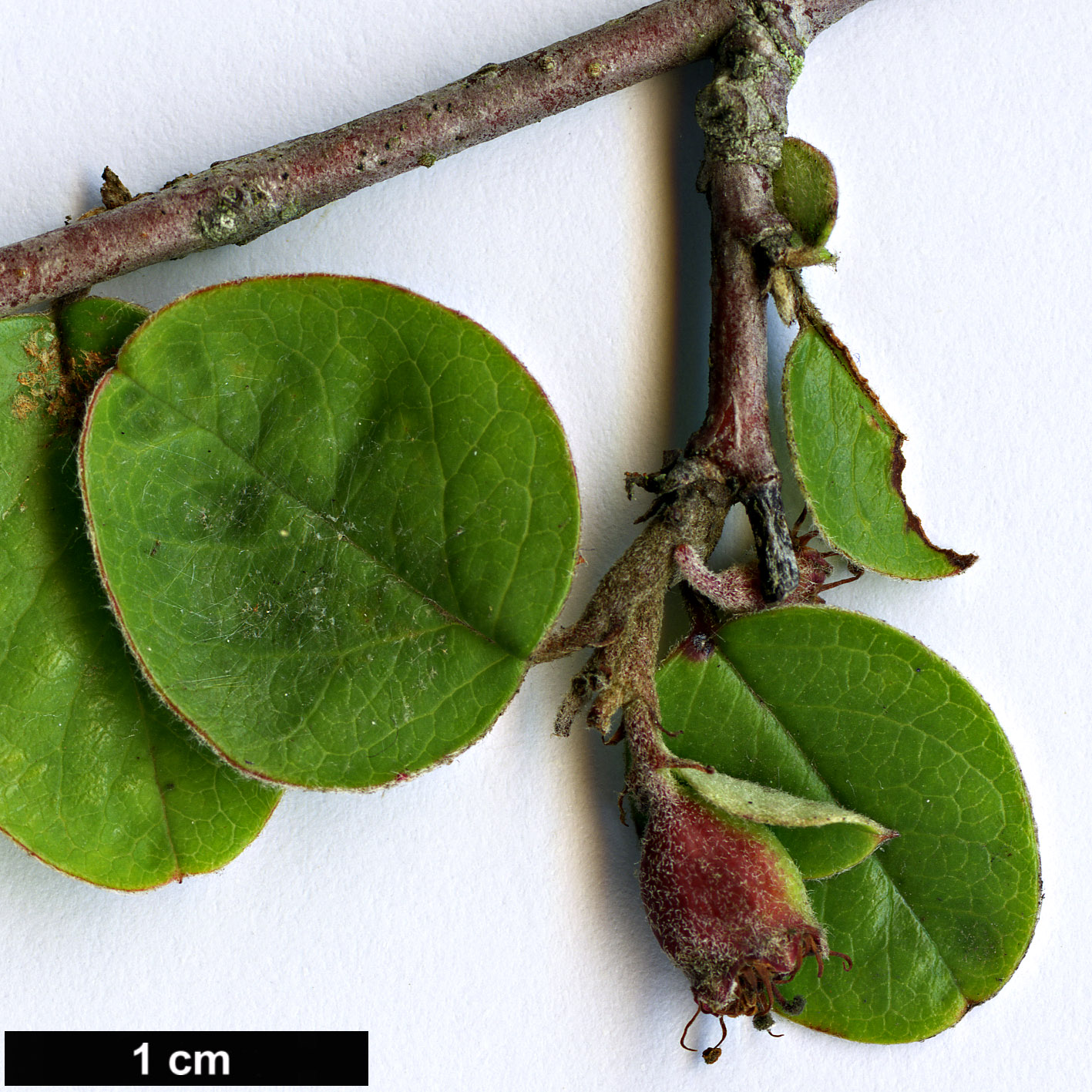 High resolution image: Family: Rosaceae - Genus: Cotoneaster - Taxon: karatavicus
